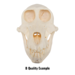 Real Chacma Baboon Skull – Juvenile