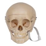 Real Human Child Skull – 316 g
