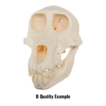 Real Chacma Baboon Skull – Juvenile