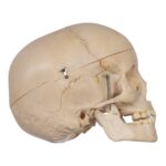 Real Human Child Skull – 316 g
