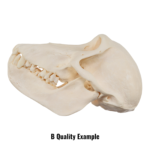 Real Chacma Baboon Skull – Juvenile