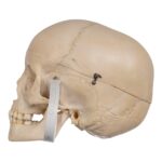 Real Human Child Skull – 316 g