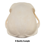 Real Chacma Baboon Skull – Juvenile