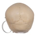 Real Human Child Skull – 316 g
