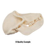 Real Chacma Baboon Skull – Juvenile