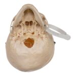 Real Human Child Skull – 316 g