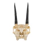 Real Steenbok Skull – 100 g