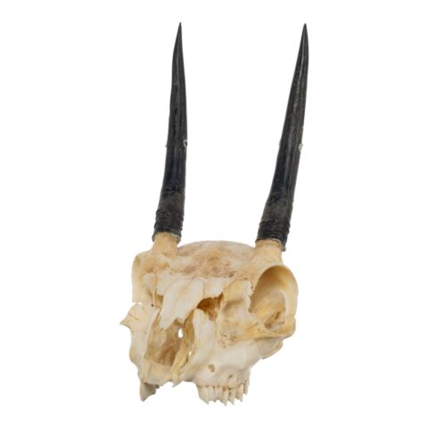 Real Steenbok Skull - 100 g