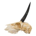 Real Steenbok Skull – 100 g
