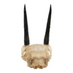 Real Steenbok Skull – 100 g