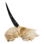 Real Steenbok Skull – 100 g