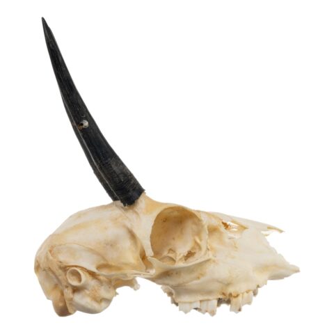 Real Steenbok Skull - 100 g