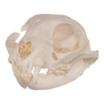 Real Domestic Cat Skull – Periodontal
