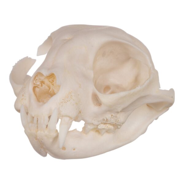 Real Domestic Cat Skull – Periodontal