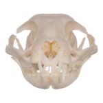 Real Domestic Cat Skull – Periodontal