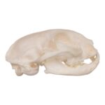 Real Domestic Cat Skull – Periodontal