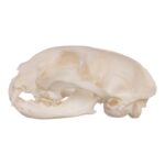 Real Domestic Cat Skull – Periodontal