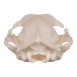 Real Domestic Cat Skull – Periodontal