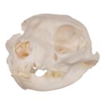 Real Domestic Cat Skull – Periodontal