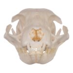 Real Domestic Cat Skull – Periodontal