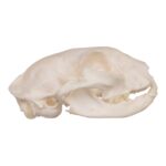 Real Domestic Cat Skull – Periodontal