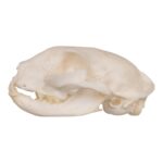 Real Domestic Cat Skull – Periodontal