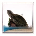 Real Turtle in Acrylic Cube