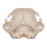 Real Domestic Cat Skull – Periodontal
