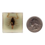 Real Golden Scorpion in Acrylic Cube Magnet – Glow