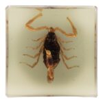 Real Golden Scorpion in Acrylic Cube Magnet – Glow
