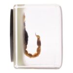 Real Golden Scorpion in Acrylic Cube Magnet – Glow
