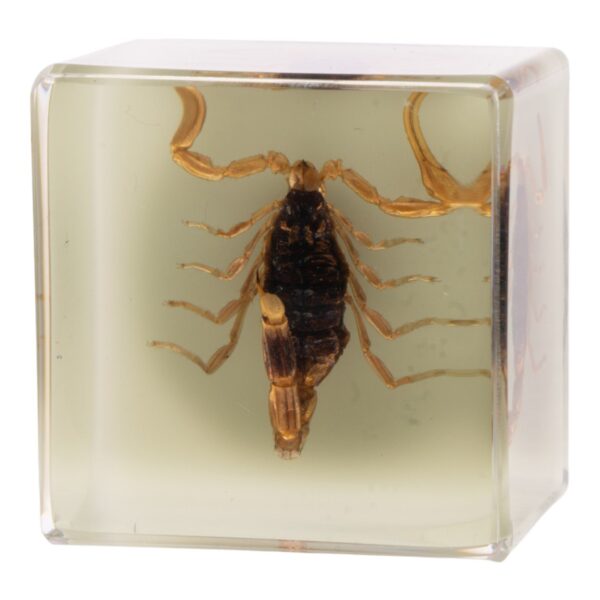 Real Golden Scorpion in Acrylic Cube Magnet – Glow