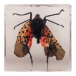 Real Lanternfly in Acrylic Cube Magnet