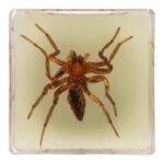 Real Spider in Acrylic Cube Magnet – Glow