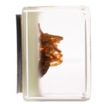 Real Spider in Acrylic Cube Magnet – Glow