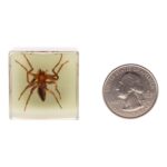 Real Spider in Acrylic Cube Magnet – Glow