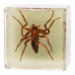 Real Spider in Acrylic Cube Magnet – Glow