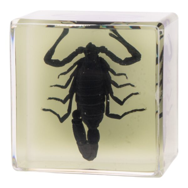 Real Black Scorpion in Acrylic Cube Magnet – Glow