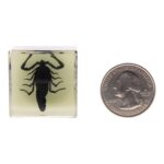 Real Black Scorpion in Acrylic Cube Magnet – Glow