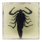 Real Black Scorpion in Acrylic Cube Magnet – Glow