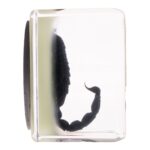Real Black Scorpion in Acrylic Cube Magnet – Glow