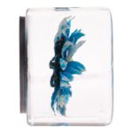 Real Daisy in Acrylic Cube Magnet – Blue