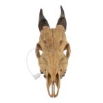 Real Peter’s Duiker Skull