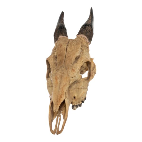 Real Peter’s Duiker Skull