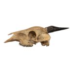 Real Peter’s Duiker Skull
