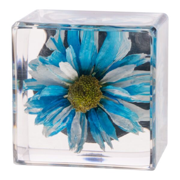 Real Daisy in Acrylic Cube Magnet – Blue