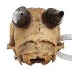 Real Peter’s Duiker Skull