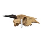 Real Peter’s Duiker Skull