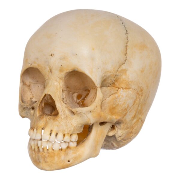 Real Human Child Skull – 190 g