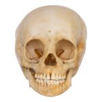 Real Human Child Skull – 190 g